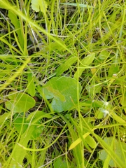 Ornduffia reniformis