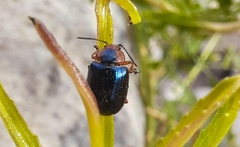 Phaedon semimarginatus