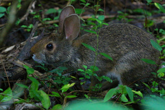 Sylvilagus aquaticus