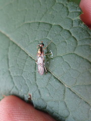 Merosargus caeruleifrons