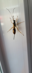 Echthromorpha agrestoria