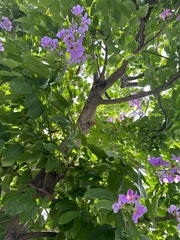 Lagerstroemia speciosa