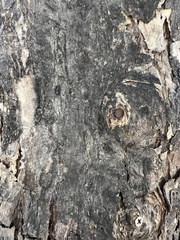 Lagerstroemia speciosa