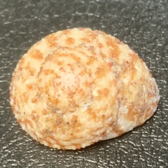 Clanculus flagellatus