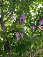 Lagerstroemia speciosa