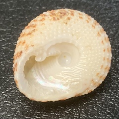 Clanculus flagellatus