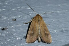 Ichneutica blenheimensis