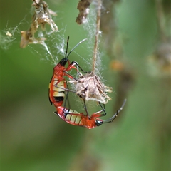 Dysdercus albofasciatus