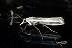 Orocrambus vittellus