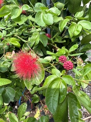 Calliandra tergemina
