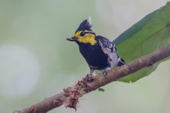 Machlolophus spilonotus