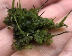 Anthoceros