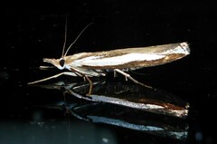 Orocrambus flexuosellus