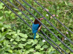 Halcyon smyrnensis perpulchra