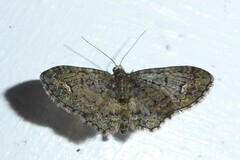 Pasiphilodes testulata