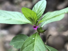 Cuphea carthagenensis