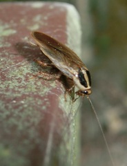 Blattella