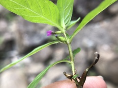 Cuphea carthagenensis