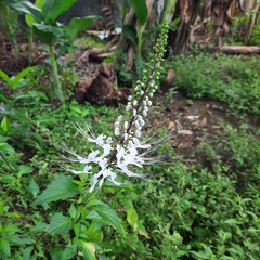 Orthosiphon aristatus