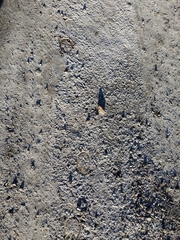 Equus asinus
