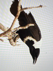 Corvus pectoralis