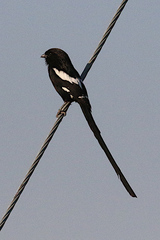 Lanius melanoleucus melanoleucus