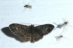 Pasiphilodes testulata