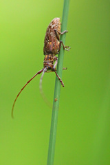 Monochamus carolinensis