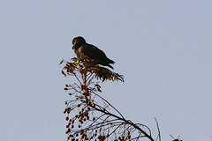 Poicephalus meyeri
