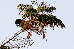 Poicephalus meyeri