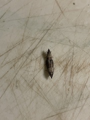 Plodia interpunctella