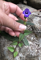 Torenia asiatica