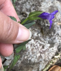 Torenia asiatica