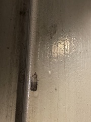 Plodia interpunctella