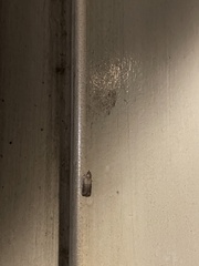 Plodia interpunctella