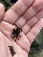 Metopograpsus quadridentatus