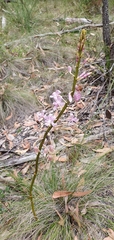 Dipodium pardalinum