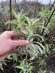 Salvia apiana × mellifera