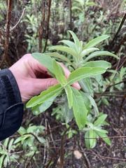 Salvia apiana × mellifera