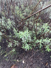 Salvia apiana × mellifera