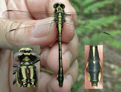 Gomphurus fraternus