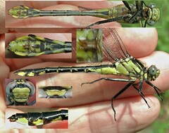 Gomphurus fraternus