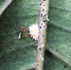 Wasmannia auropunctata