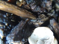 Entomobrya unostrigata