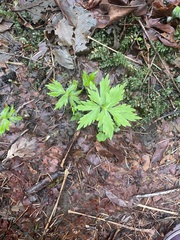 Hydrophyllum tenuipes