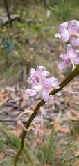 Dipodium pardalinum