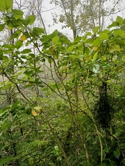 Dendrocnide meyeniana