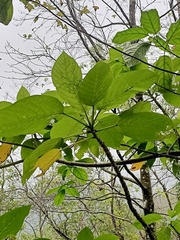 Dendrocnide meyeniana