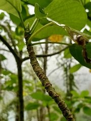 Dendrocnide meyeniana
