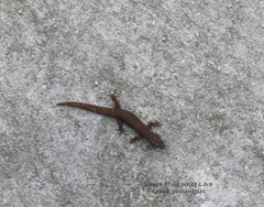 Gekkota